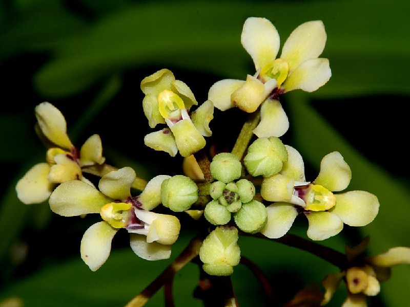 Pomatocalpa Bicolor Flores pequenas amarelo-pálidas em fotografia macro com fundo verde desfocado