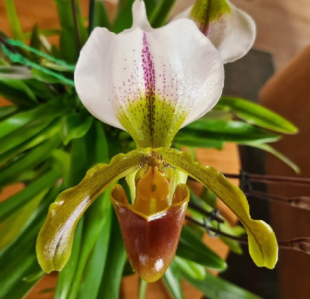 Paphiopedilum Leeanum Orquídea Paphiopedilum branca, verde e castanha com folhas verdes longas