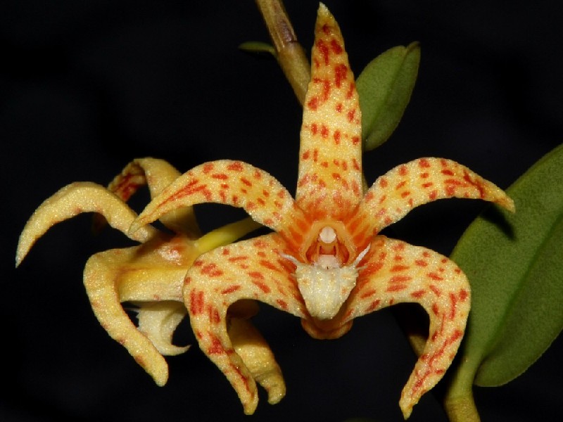 Dendrobium Insigne Flor de orquídea amarela com manchas laranja e folhas verdes