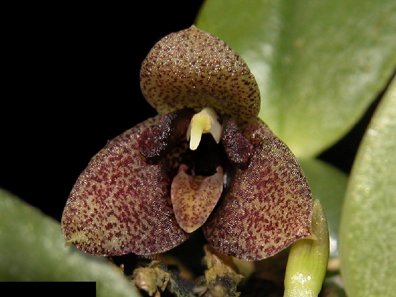 Trias Cambodiana Flor orquídea castanha com pontos vermelhos e centro amarelo