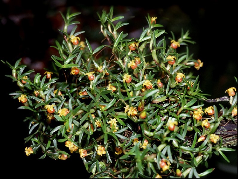 Mediocalcar Decoratum Planta com folhas verdes e flores amarelas e castanho-avermelhadas sobre fundo escuro