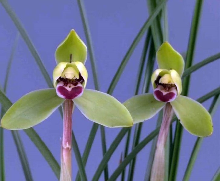 Cymbidium Goeringii 'Beautiful' Duas orquídeas verdes com padrão roxo e branco no centro e folhas verdes finas ao fundo