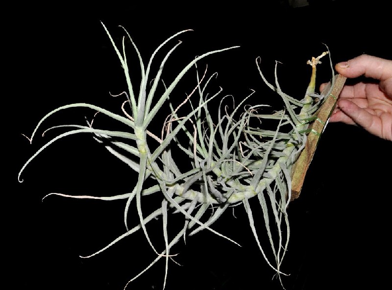 Tillandsia Paleacea Planta aérea Tillandsia com folhas longas e finas cinza-esverdeadas fixada num pedaço de madeira