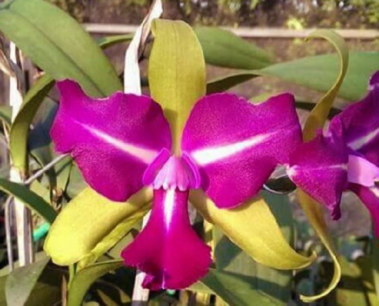 Cattleya Chyong Guu Benz Orquídea cor-de-rosa e amarela com folhas verdes em suporte branco