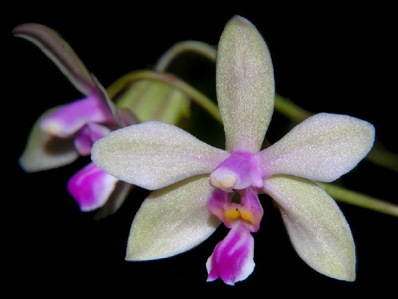 Phalaenopsis Stobartiana Flor de orquídea branca com centro rosa e amarelo em fundo preto