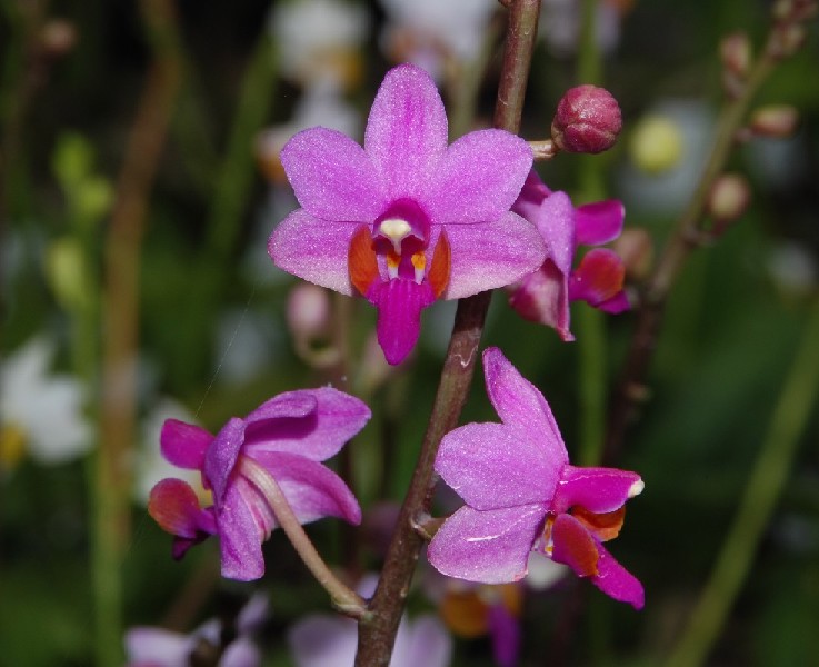 Doritis Pulcherima Flores de orquídea cor-de-rosa e púrpura com detalhes em laranja e branco em ramos marrons