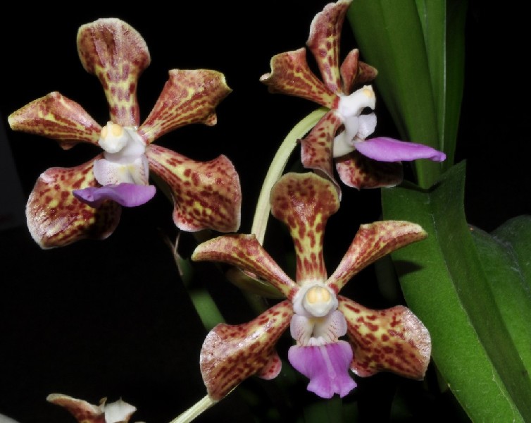 Vanda Tricolor x Staurochilus Guibertii Flores de orquídea malhadas castanhas e lilás em fundo preto