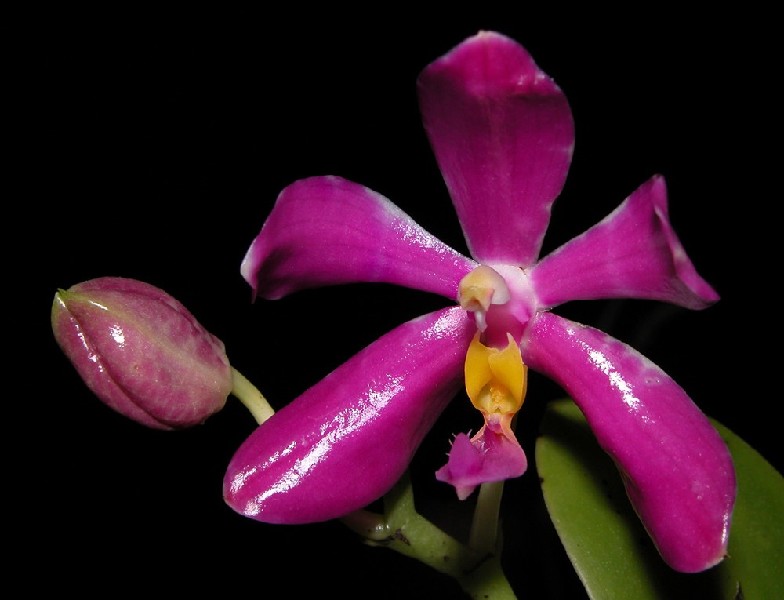 Phalaenopsis Pulchra Orquídea cor-de-rosa com flor aberta e gema ao lado, fundo preto