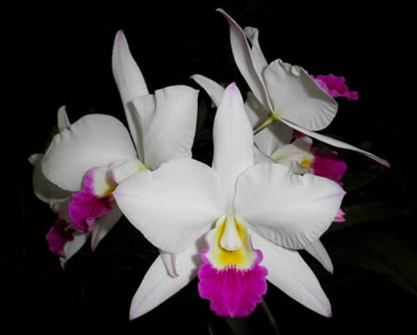 Vandachostylis Village Chief Parfum 'Snow Flower' Orquídea branca com centro amarelo e rosa sobre fundo negro