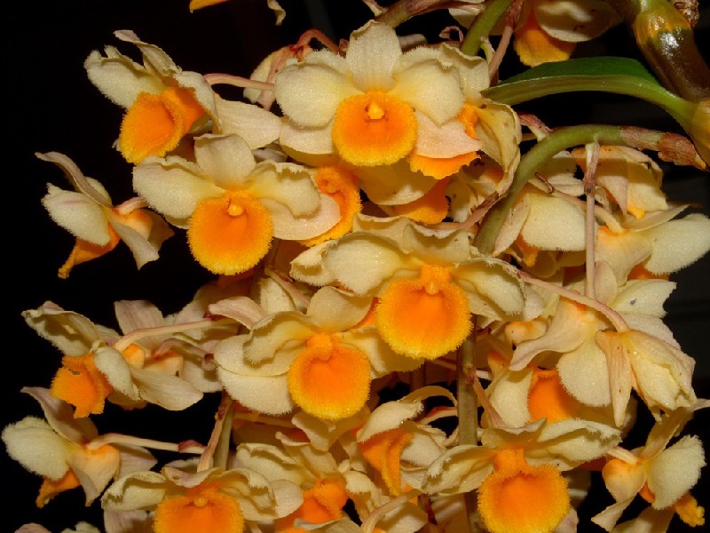 Dendrobium Guibertii Flores de orquídea amarelas com centro laranja em ramos verdes
