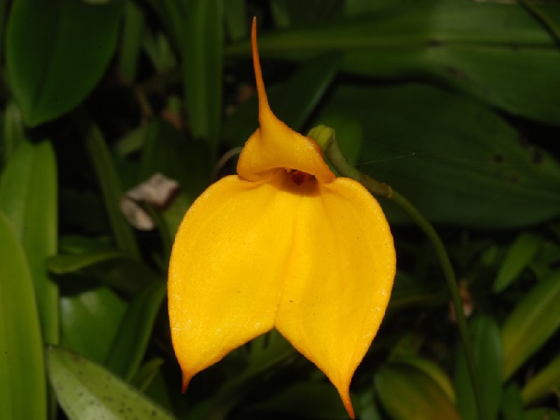 Masdevallia Davisii Flor amarela com pétalas pontiagudas e folhas verdes ao fundo