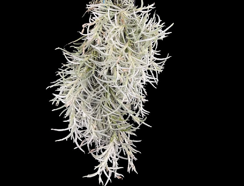 Tillandsia Mollis Ramo de planta com folhas finas cinzento-esverdeadas sobre fundo preto