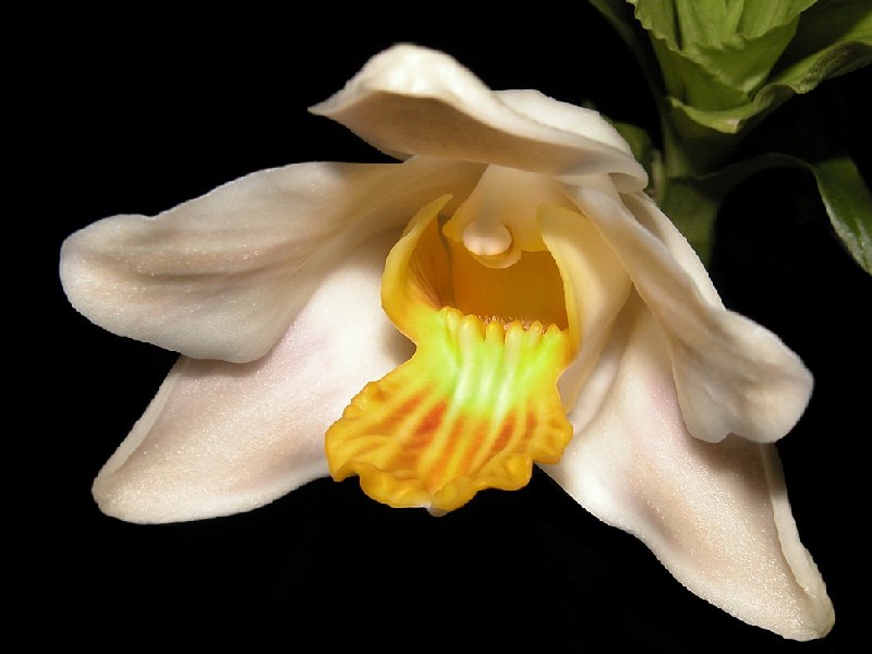 Chysis Bractescens Flor natural de orquídea branca e amarela com fundo preto