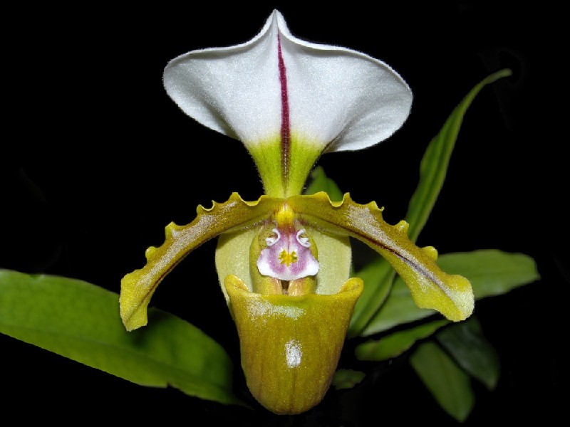 Paphiopedilum Spicerianum Orquídea Paphiopedilum amarelo, branco e rosa com folhas verdes sobre fundo preto.