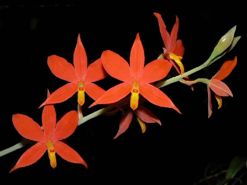 Encyclia Vitellina Orquídea com flores laranja e centro amarelo num caule verde sobre fundo preto