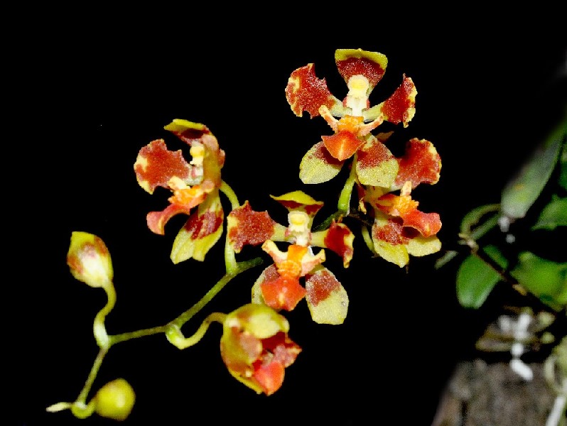 Baptistonia Damacenoi x Colorata Orquídea com flores verdes e vermelhas em fundo preto