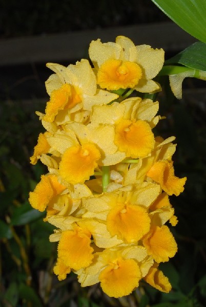 Dendrobium Densiflorum Flor amarela com múltiplas flores pequenas em cachos densos