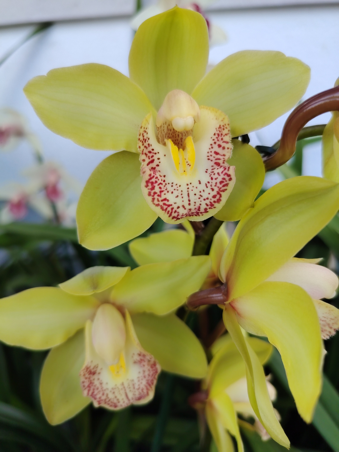 Cymbidium Summer Pearl 'Senne" Close-up de flor orquídea Cymbidium amarela com manchas vermelhas no centro.