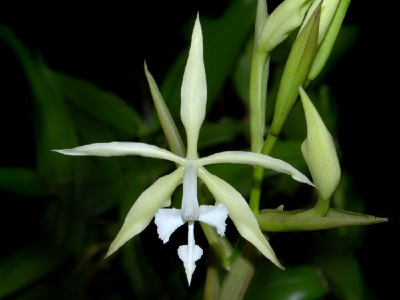 Epidendrum Viviparum Flor branca exótica com pétalas alongadas numa planta com folhas verdes.
