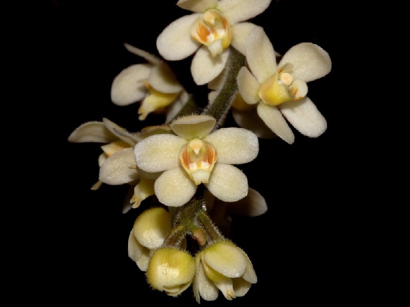 Chiloschista Exuperei Flor amarela pálida a creme com pólen laranja em fundo preto