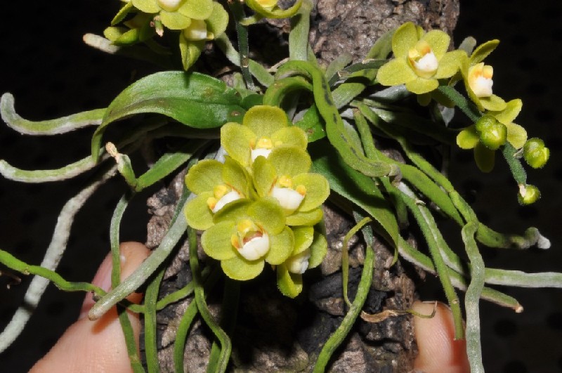 Chiloschista Parishii Green Orquídea amarela com raízes em cortiça