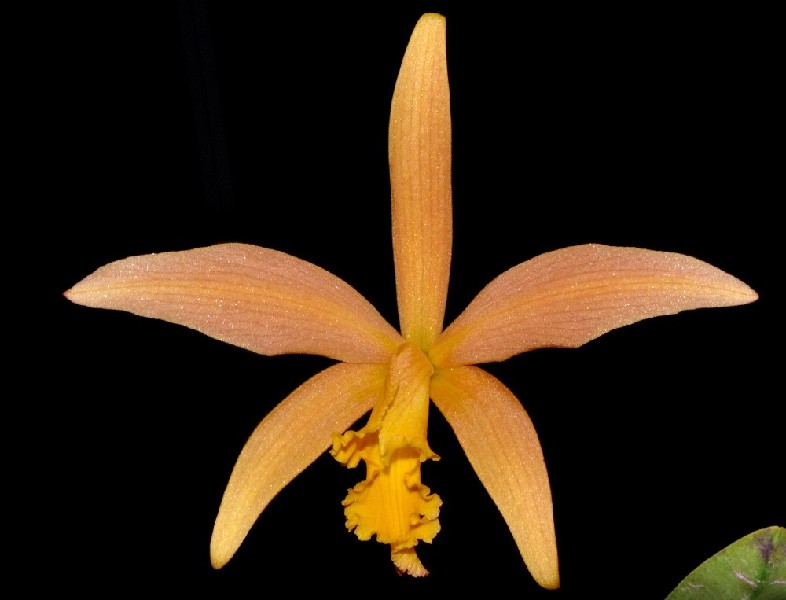 Laelia Kautskyana x Laelia Jongheana Orquídea amarela e alaranjada com cinco pétalas contra fundo preto