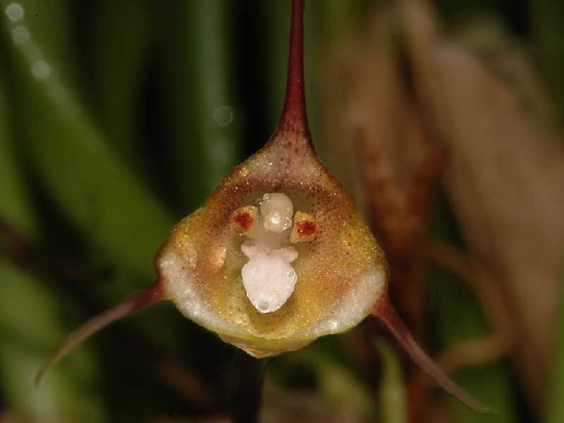 Dracula Mantissa Flor amarela com pontas vermelhas e detalhes no centro em fundo verde desfocado