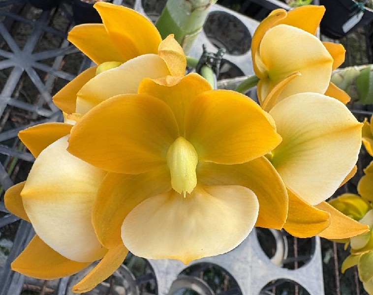 Cycnodes Taiwan Yellow Diamond Sunmoon 'Miracle' Flores amarelas e brancas com pétalas largas em viveiro