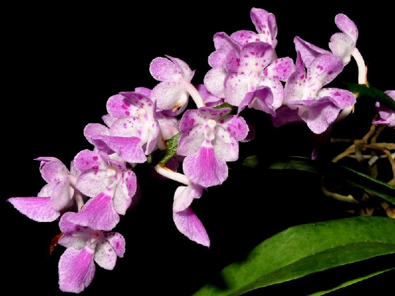 Aerides Krabiensis Orquídea rosa e branca com fundo preto