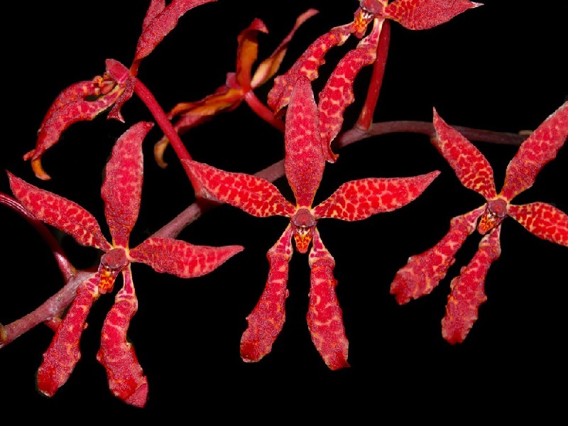 Renanthera Bella Flores vermelhas com pétalas longas em fundo preto