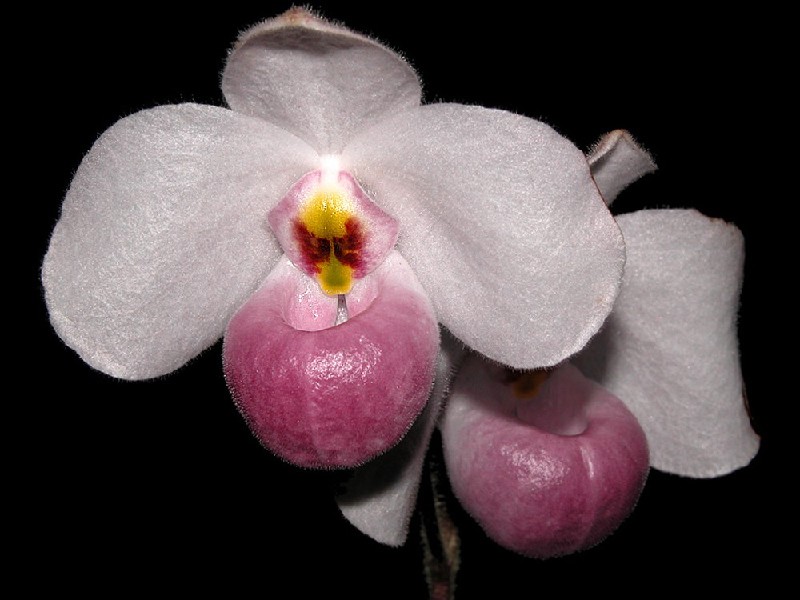 Paphiopedilum Delenatii Orquídea branca com centro rosa e detalhes amarelos e castanhos