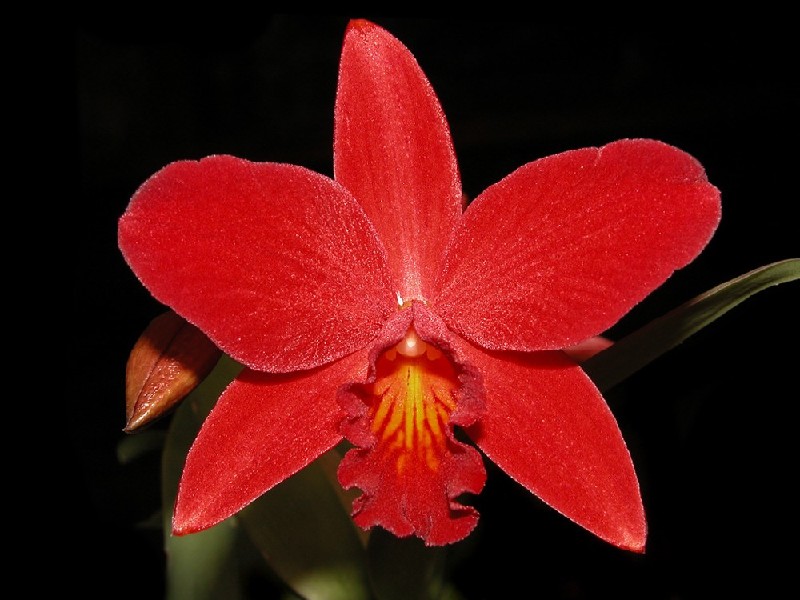 Cattleya Little Hazel 'Red Jewel' Flor vermelha brilhante com cinco pétalas largas