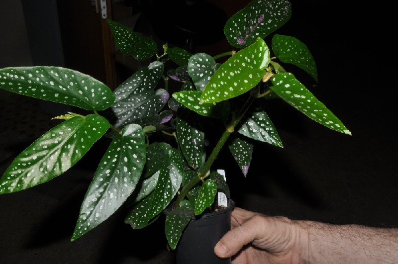 Begonia Albopicta Planta em vaso preto com folhas verdes manchadas de branco segurada por uma mão