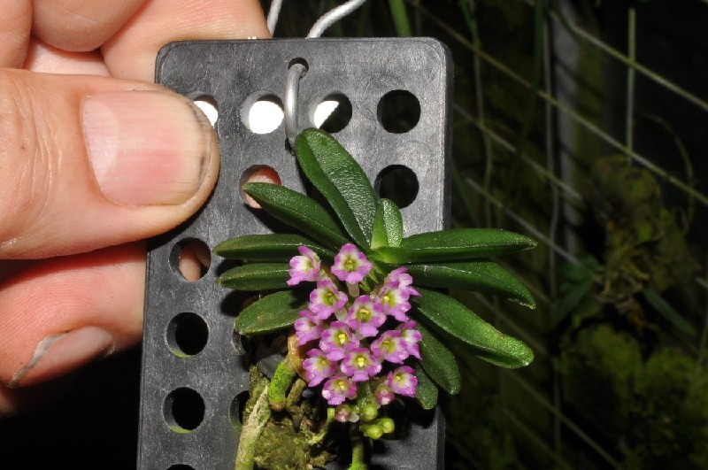Schoenorchis Phitamii Placa preta com planta pequena de folhas verdes e flores roxas sendo segurada por uma mão.