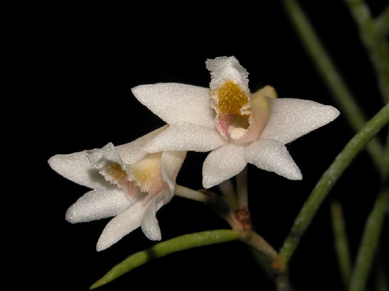 Dendrobium Modestum Flores brancas com textura cristalina e detalhes amarelos e rosados