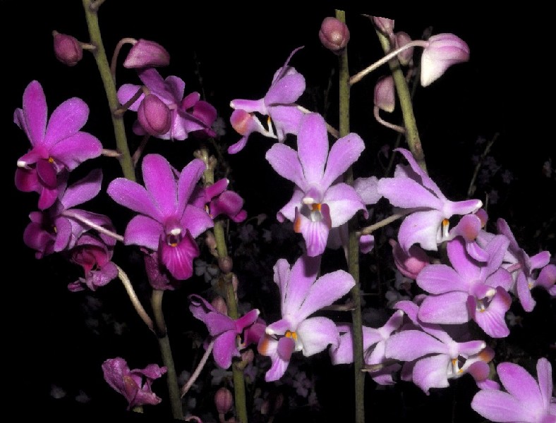 Phalaenopsis Buyssoniana Flores de orquídea rosa e lilás em ramos finos sobre fundo preto