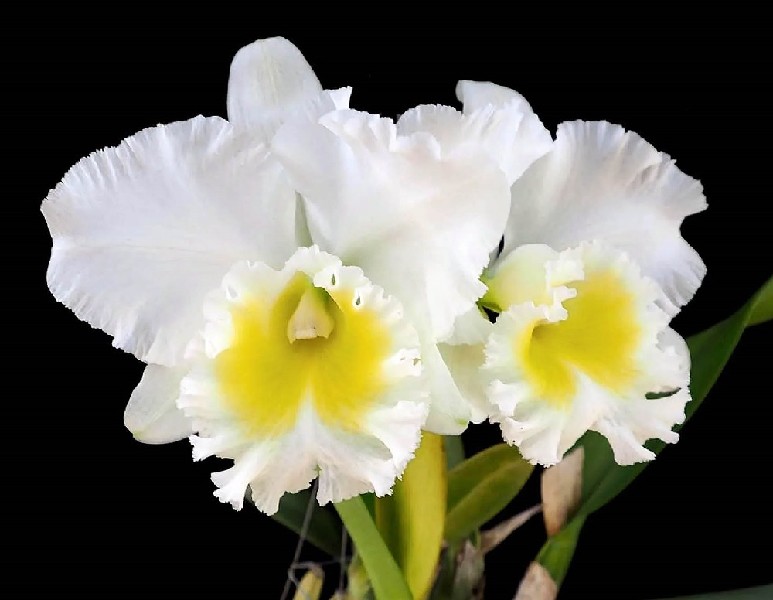 Cattleya Burdekin Wonder 'LakeLand' Orquídea branca e amarela com folhas verdes em fundo preto
