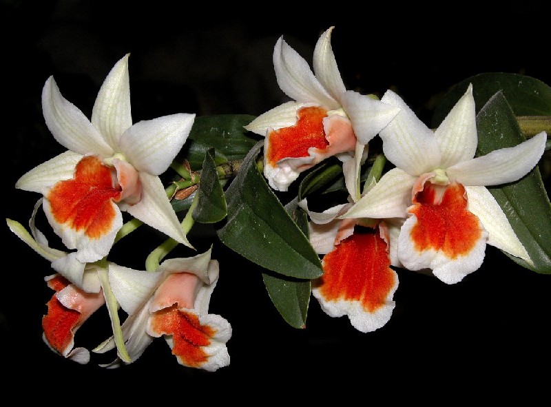 Dendrobium Dawn Maree Ramo de orquídeas brancas com centro vermelho e folhas verdes