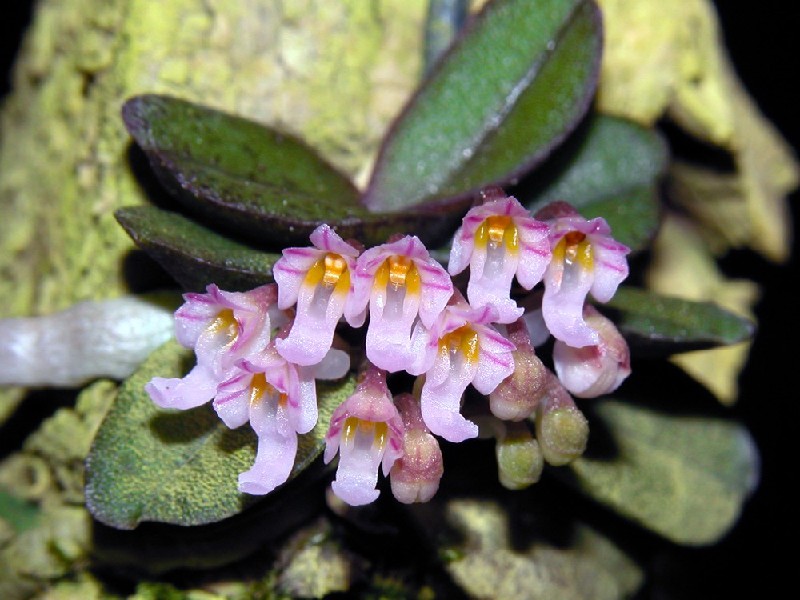 Schoenorchis Seidenfadenii Flores cor-de-rosa translúcidas sobre folhas verdes grossas com textura rugosa