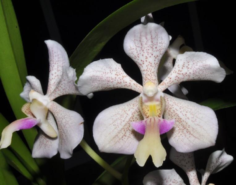 Vanda Barnesii x Tricolor Suavis Orquídea branca com manchas cor-de-rosa e detalhes coloridos