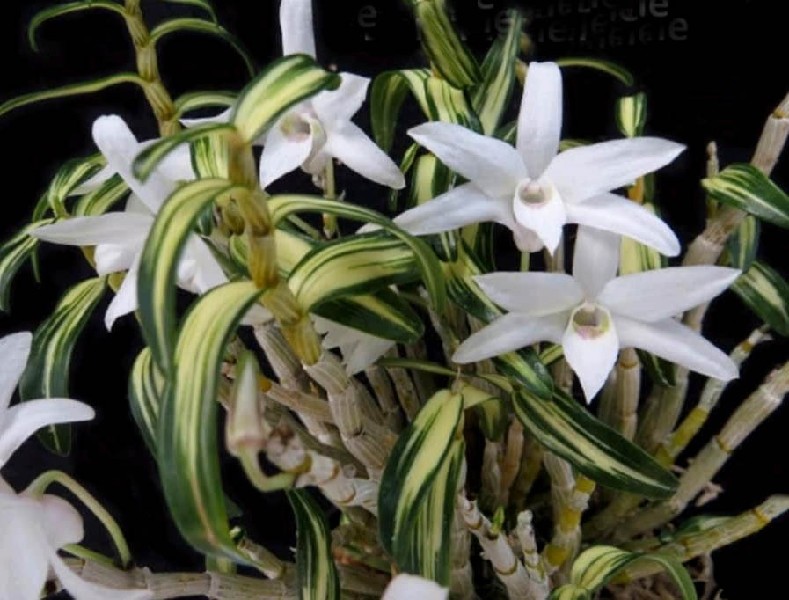 Dendrobium Moniliforme 'Variegate' Orquídea branca com folhas verdes e amarelas