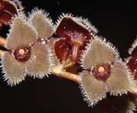 Stelis Itatiayae Flores peludas castanho-acinzentadas de orquídea com centro vermelho e amarelo
