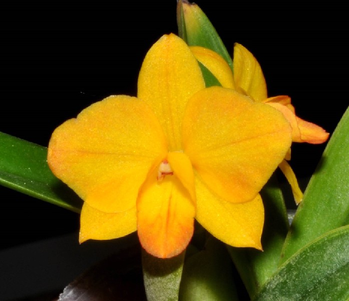 Cattleya Candy ball x Minipet Orquídea amarela com detalhes alaranjados e folhas verdes