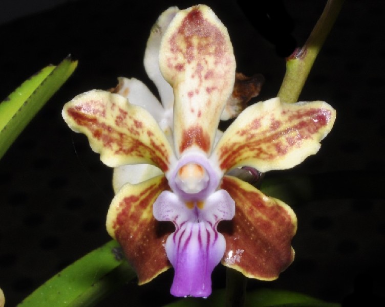 Vanda Lamellata Boxalii x Tesselata Orquídea castanha, amarela e roxa com folhas verdes em fundo escuro