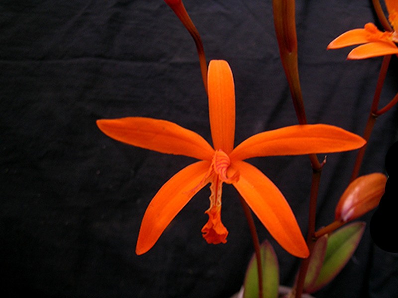 Laelia Kautskyana Orquídea laranja com folhas verdes e caule castanho