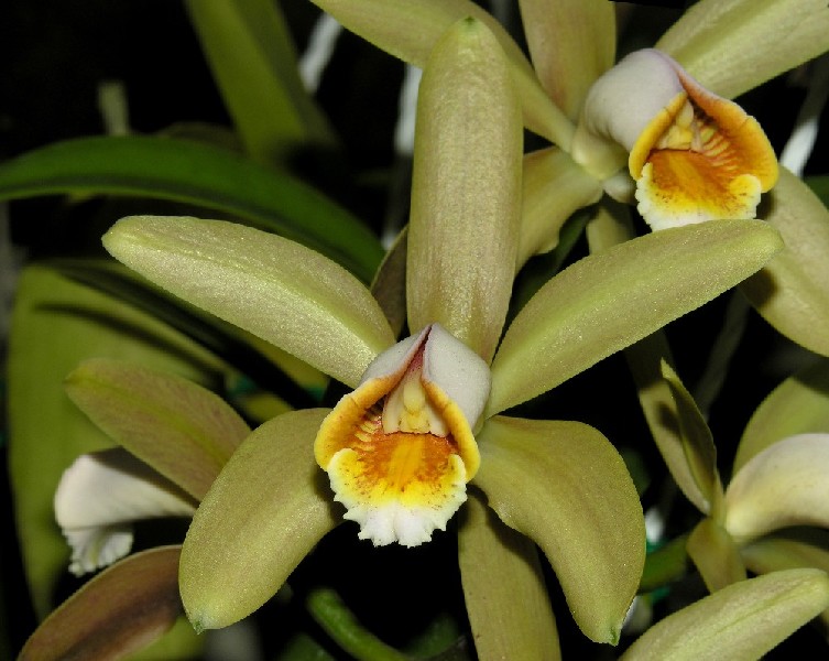 Cattleya Forbesii Orquídea amarela com labelo branco e laranja