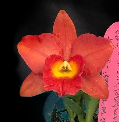 Cattleya Harng Tay x Burana Angel Flor vermelha e amarela de orquídea sobre fundo preto com papel cor-de-rosa com escrita