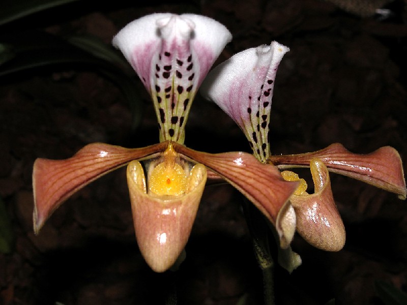 Paphiopedilum Gratrixianum Var. Daoense Duas flores de orquídea tipo sapatinho com pétalas castanho-claro e branco com manchas negras e rosadas