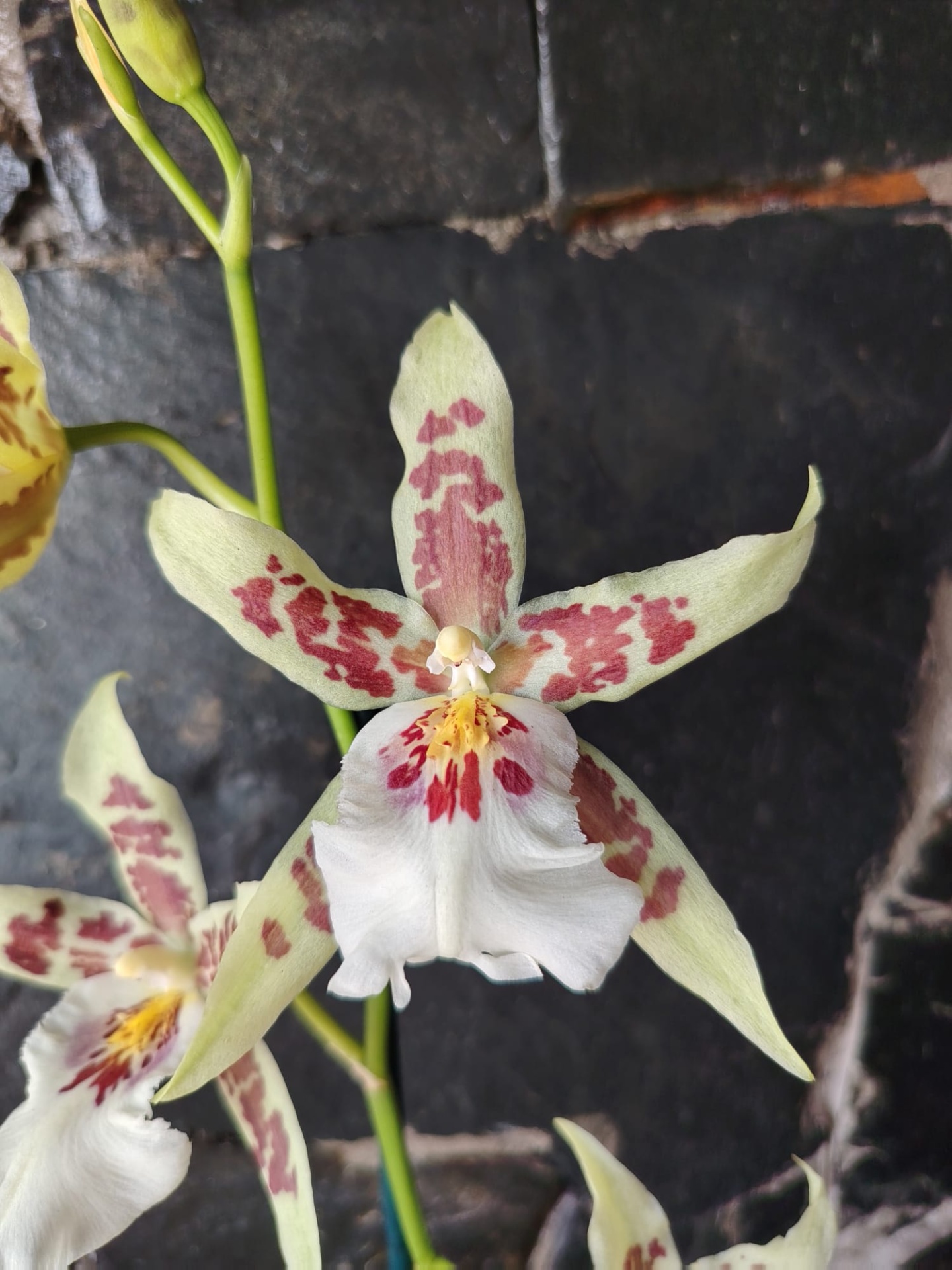 Beallara Renaissance White Flor de orquídea com pétalas verdes e manchas vermelhas sobre fundo pedra preta