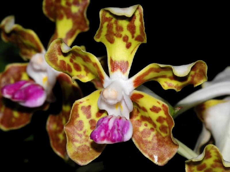 Vanda Tessellata Flor de orquídea amarelo e castanha com labelo roxo e branco